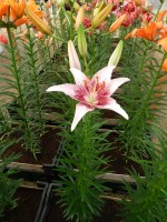 [4013 Dotcom No201.JPG]